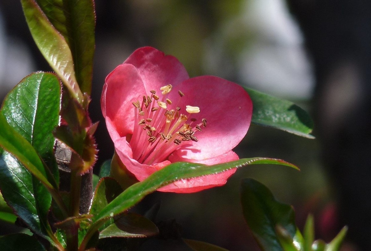 火红的贴梗海棠花