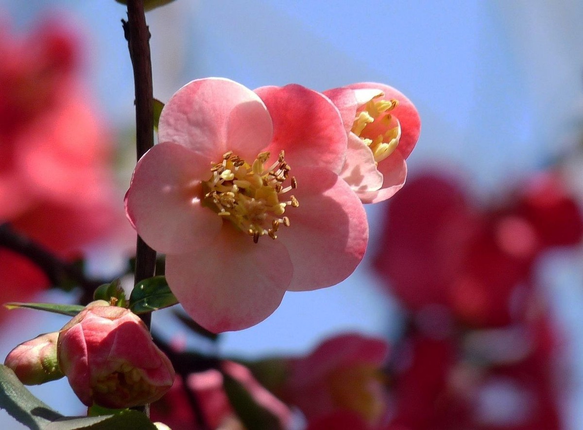 火红的贴梗海棠花