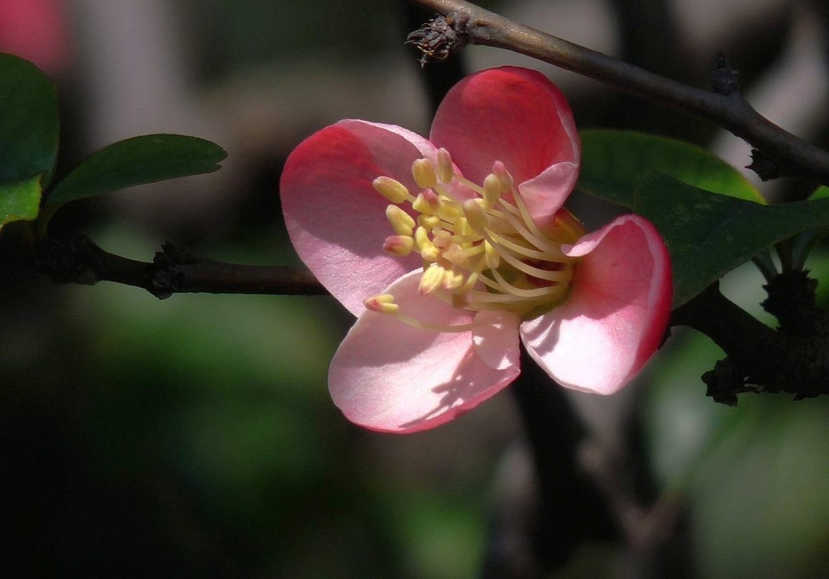 火红的贴梗海棠花