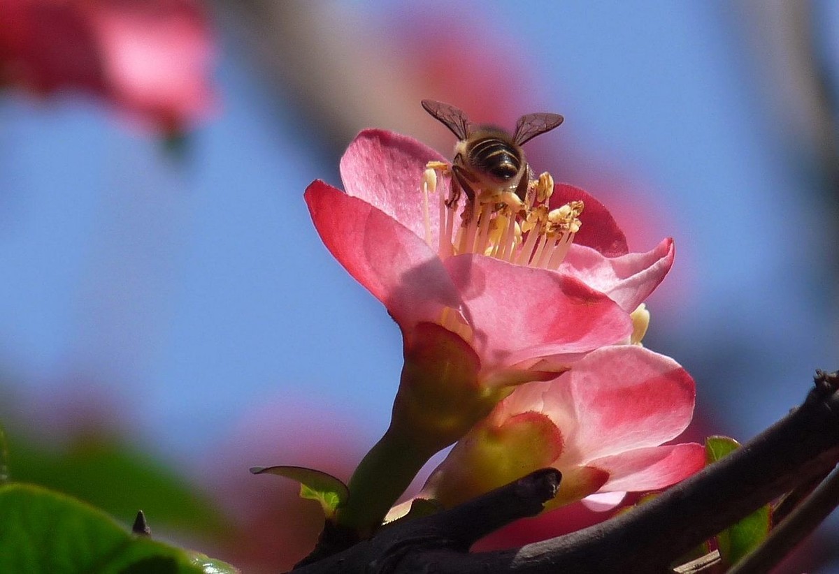 火红的贴梗海棠花