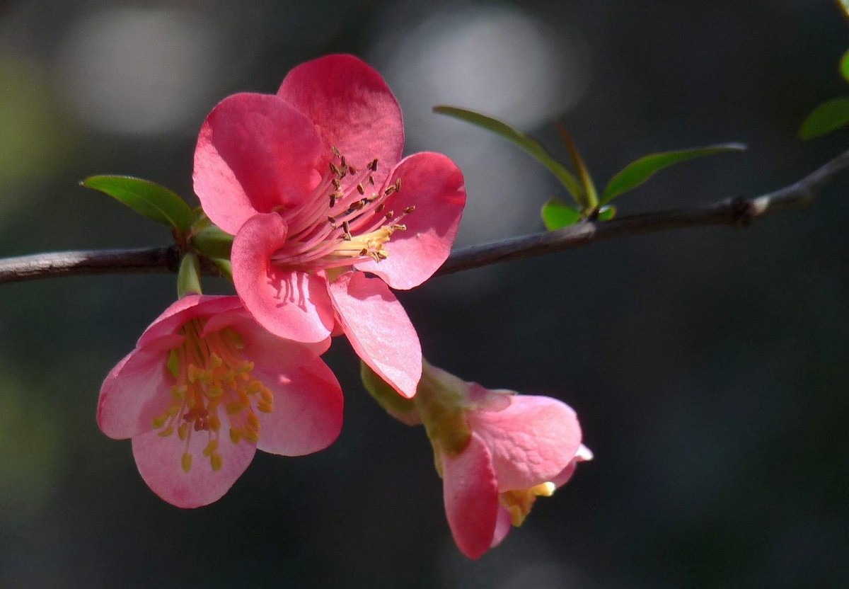 火红的贴梗海棠花