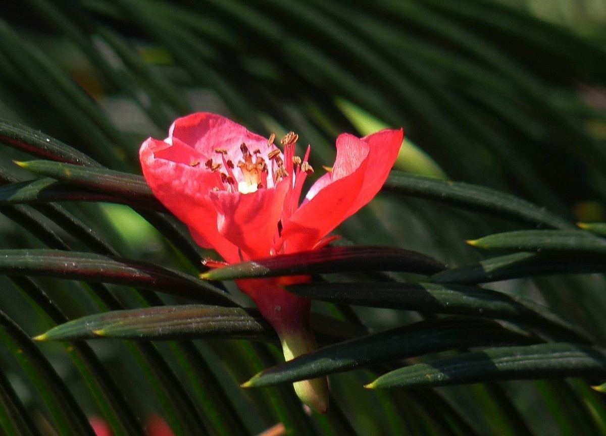 火红的贴梗海棠花