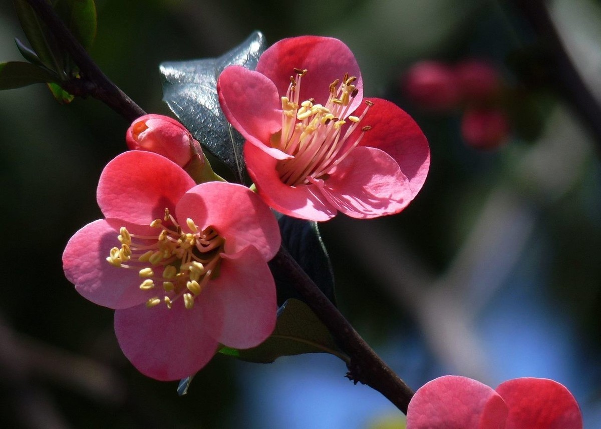 火红的贴梗海棠花