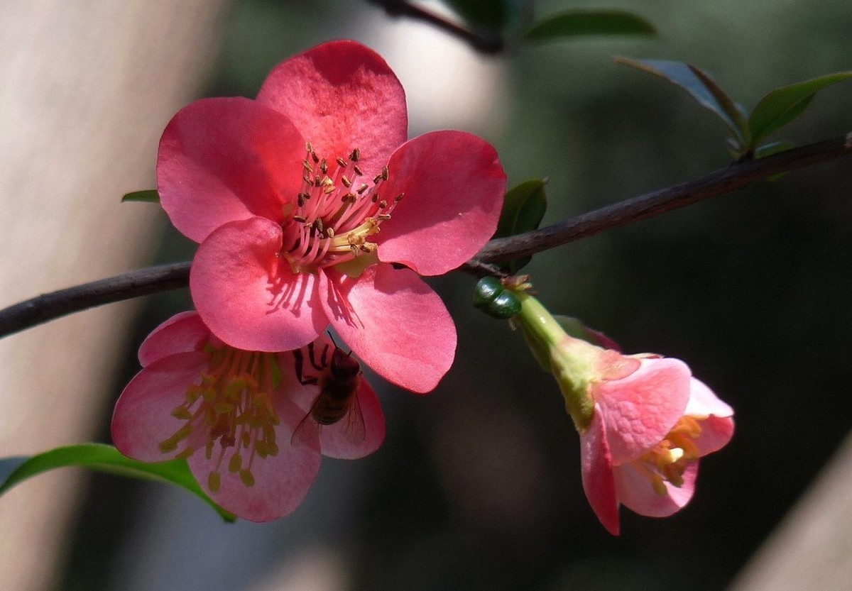火红的贴梗海棠花