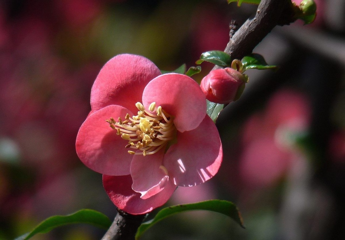 火红的贴梗海棠花