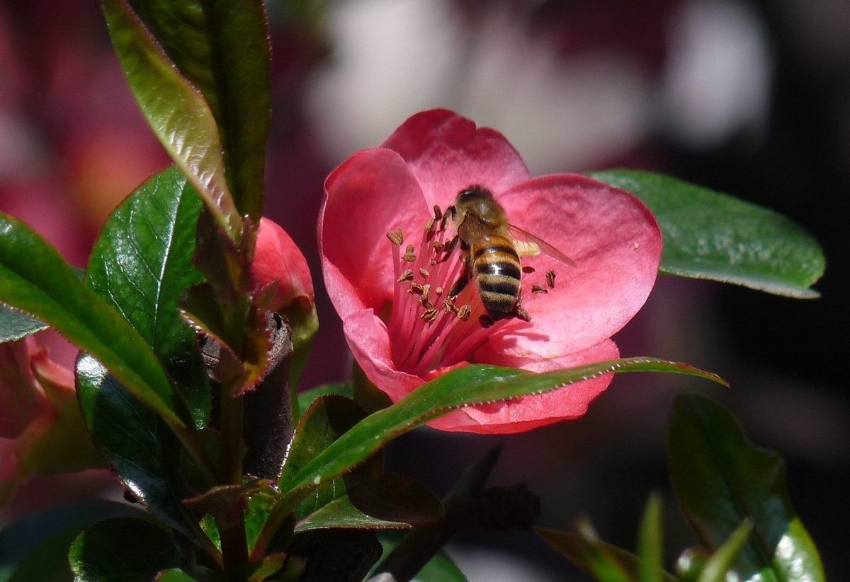 火红的贴梗海棠花
