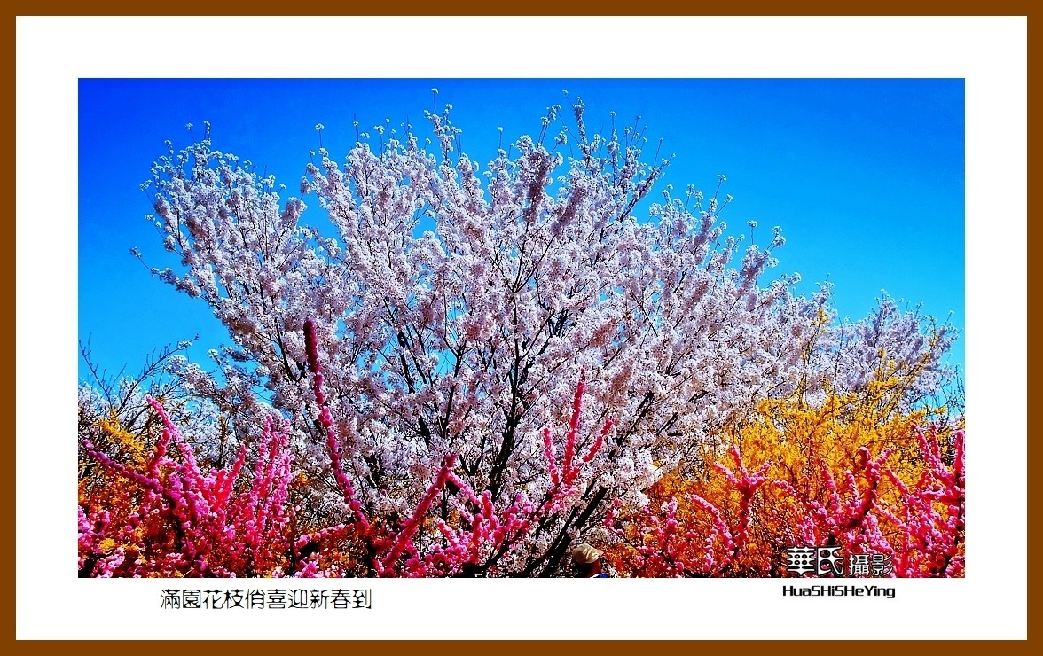 满园花枝俏喜迎新春到——蛇年初始给大家拜年了