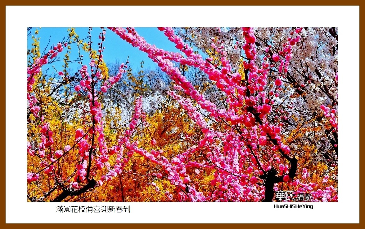 满园花枝俏喜迎新春到——蛇年初始给大家拜年了