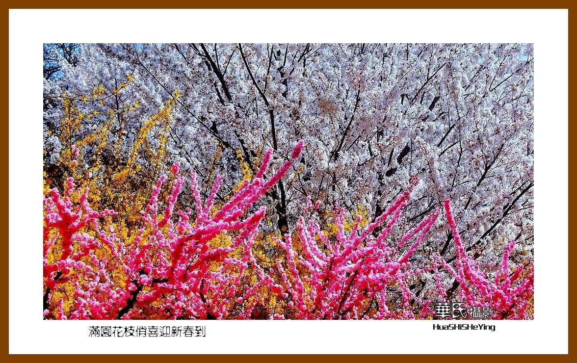 满园花枝俏喜迎新春到——蛇年初始给大家拜年了