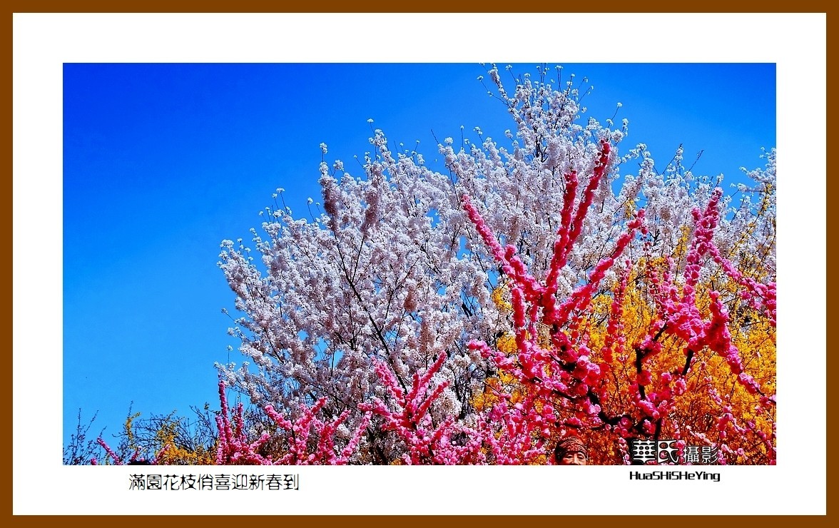 满园花枝俏喜迎新春到——蛇年初始给大家拜年了