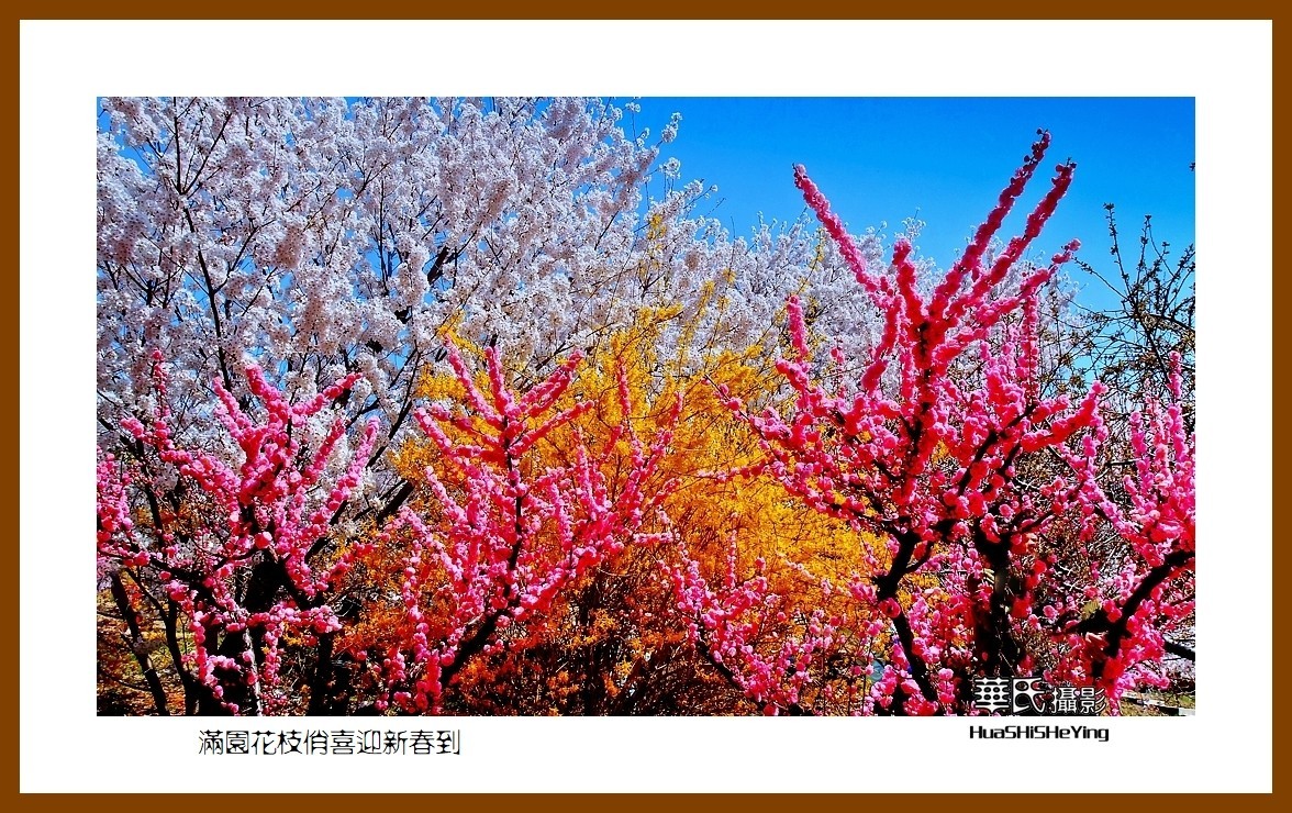 满园花枝俏喜迎新春到——蛇年初始给大家拜年了