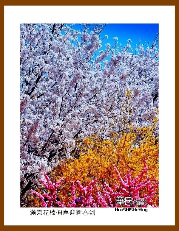 满园花枝俏喜迎新春到——蛇年初始给大家拜年了