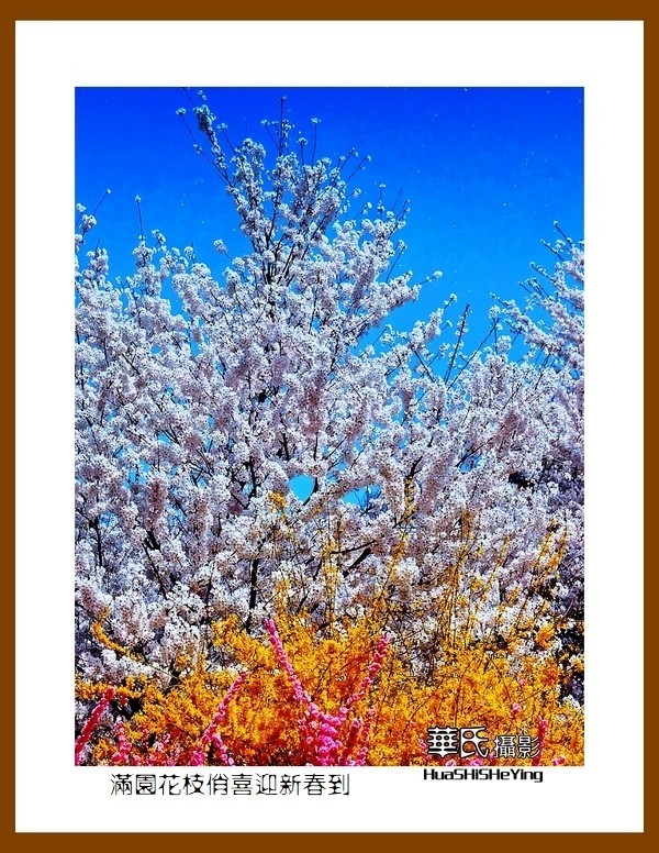 满园花枝俏喜迎新春到——蛇年初始给大家拜年了