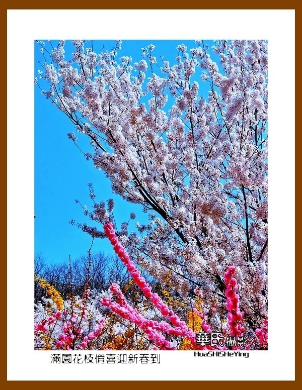 满园花枝俏喜迎新春到——蛇年初始给大家拜年了