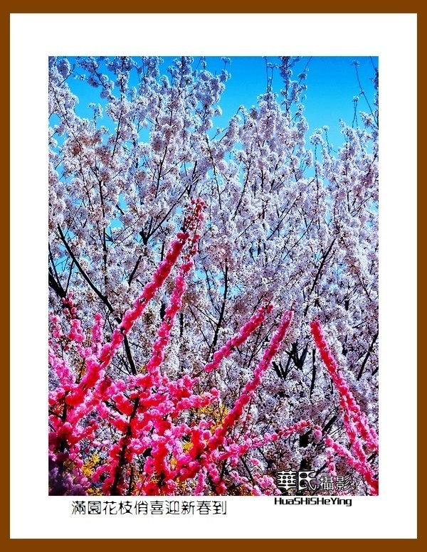 满园花枝俏喜迎新春到——蛇年初始给大家拜年了