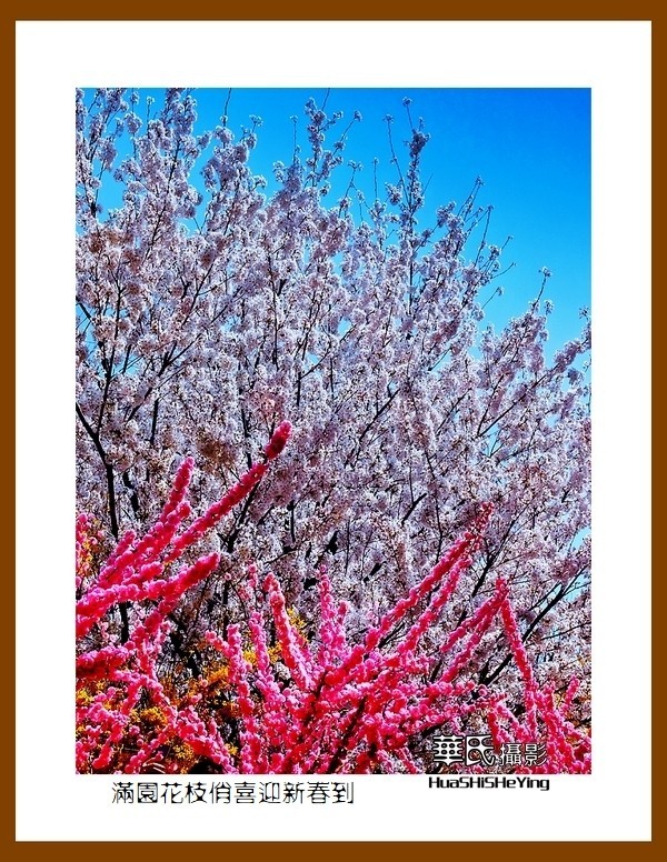 满园花枝俏喜迎新春到——蛇年初始给大家拜年了