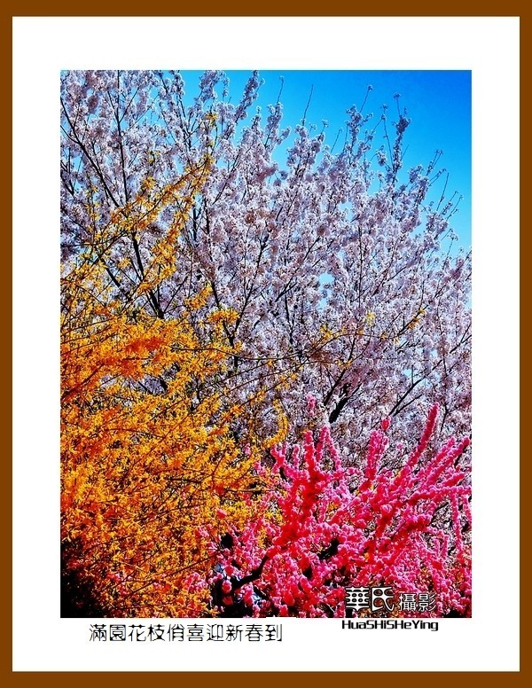 满园花枝俏喜迎新春到——蛇年初始给大家拜年了