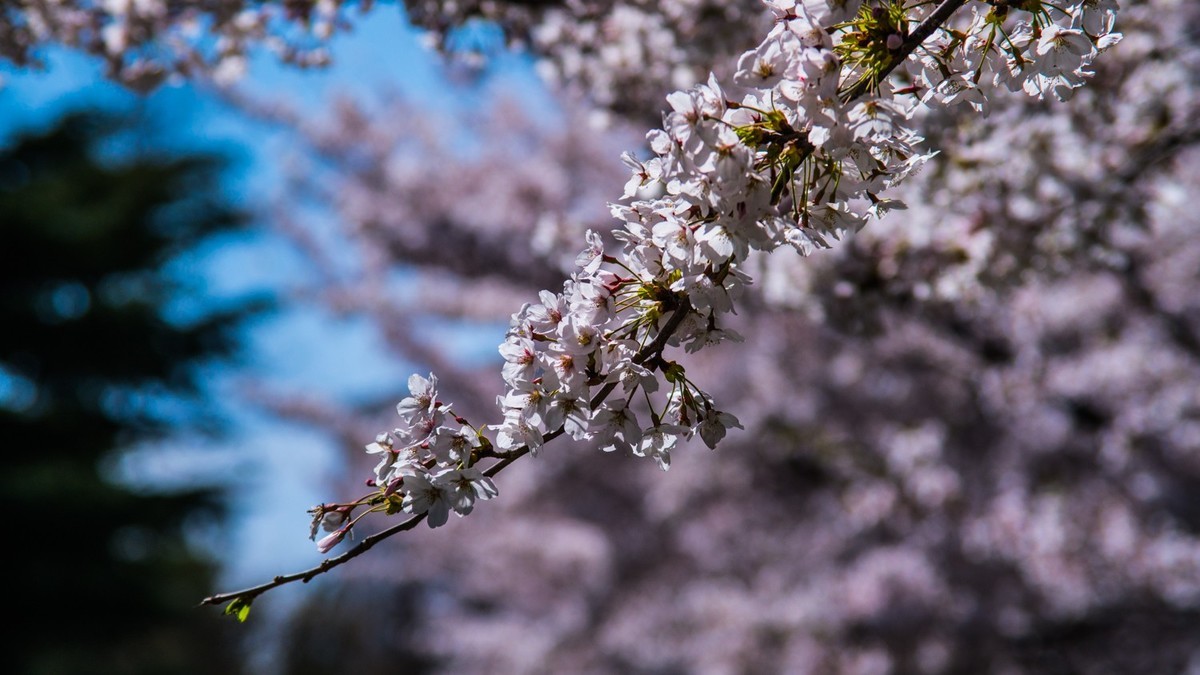 樱 花 盛 开