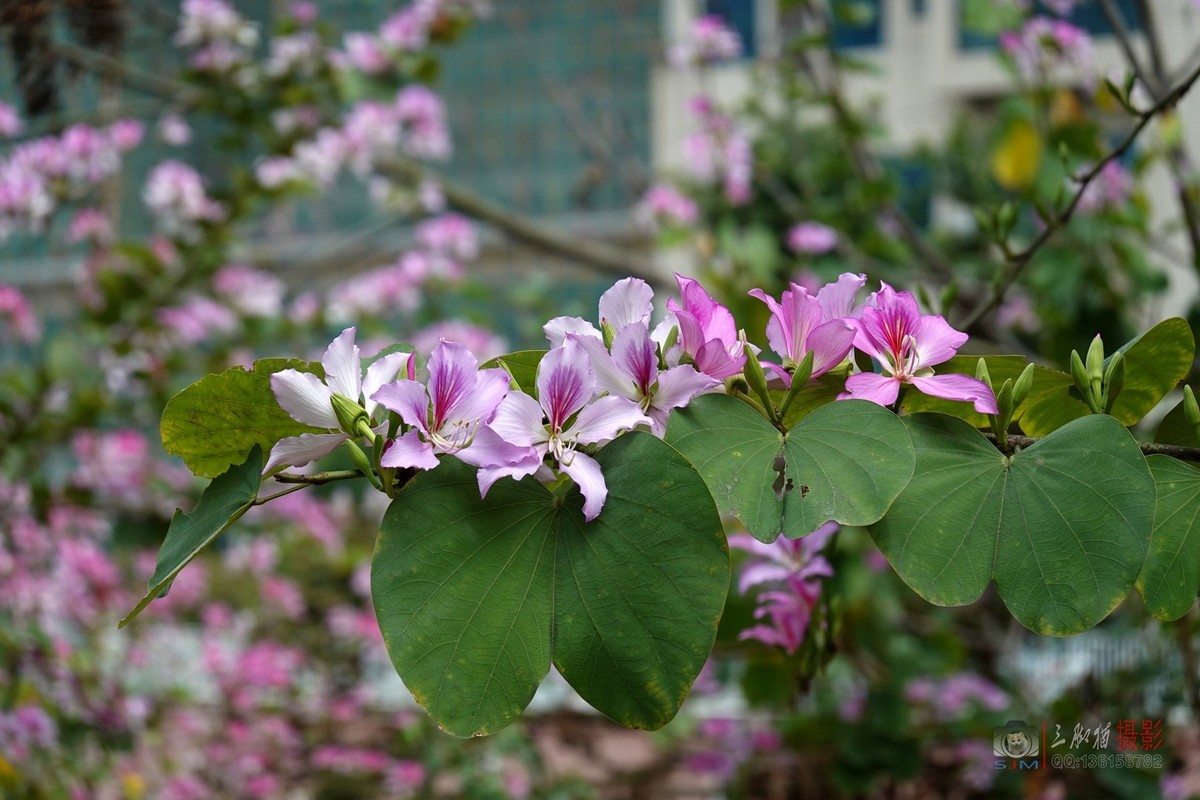 紫荆花开春光美