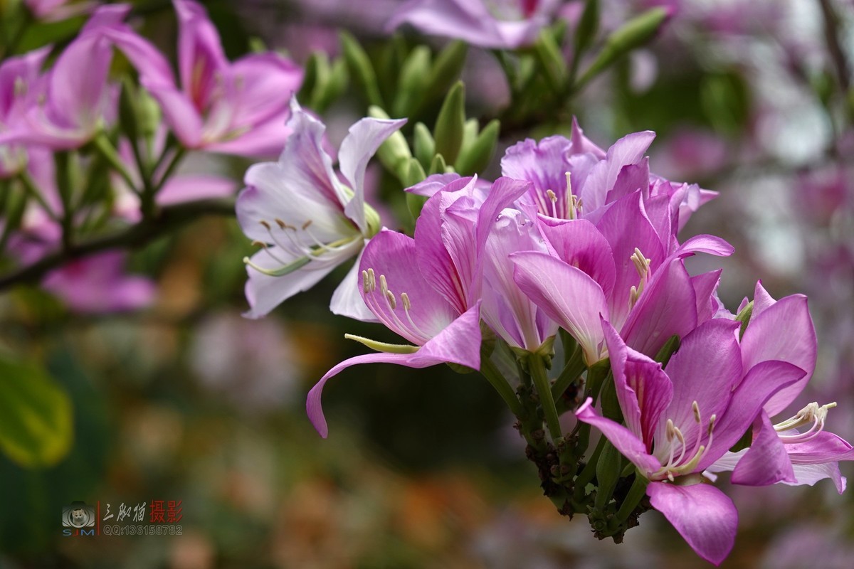 紫荆花开春光美
