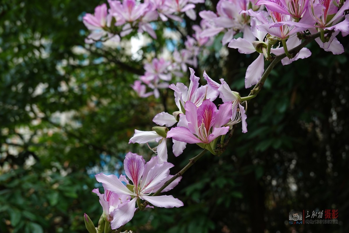紫荆花开春光美