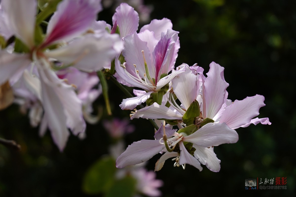 紫荆花开春光美
