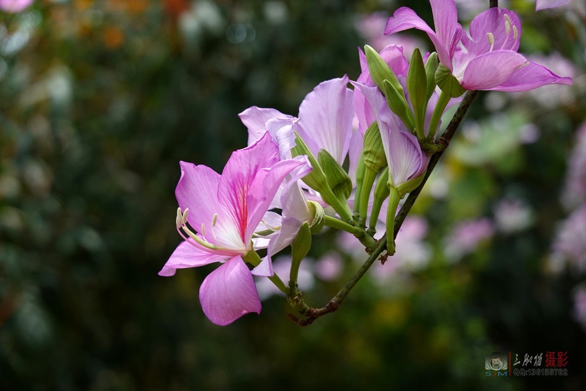 紫荆花开春光美