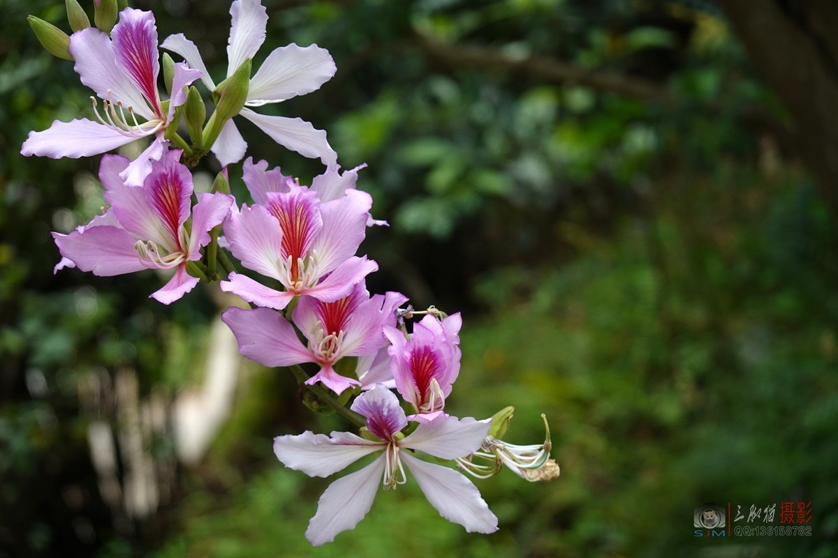 紫荆花开春光美