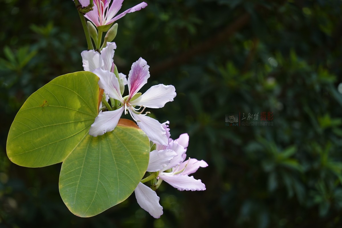 紫荆花开春光美