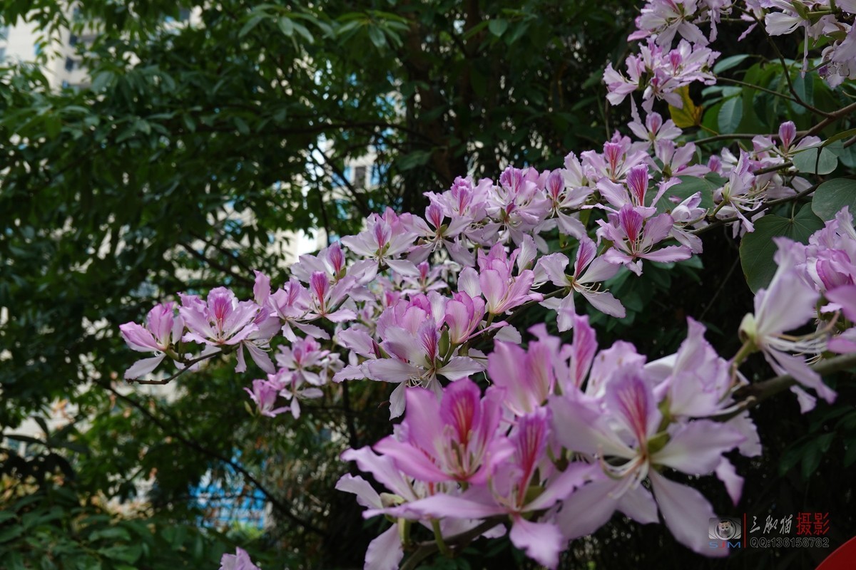 紫荆花开春光美