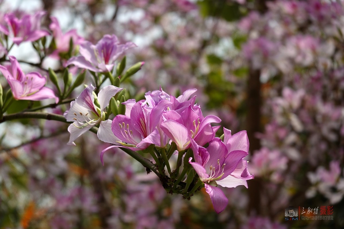 紫荆花开春光美