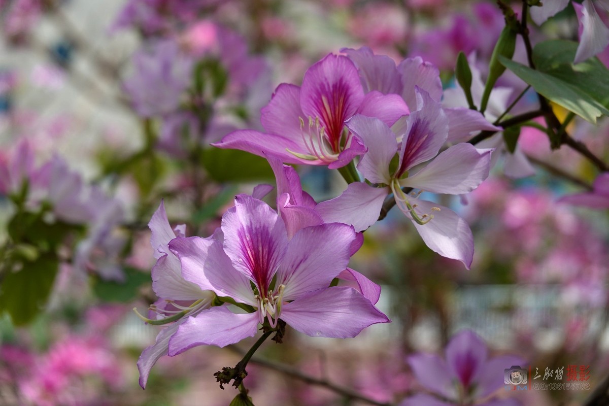 紫荆花开春光美