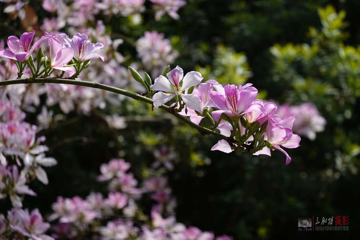 紫荆花开春光美