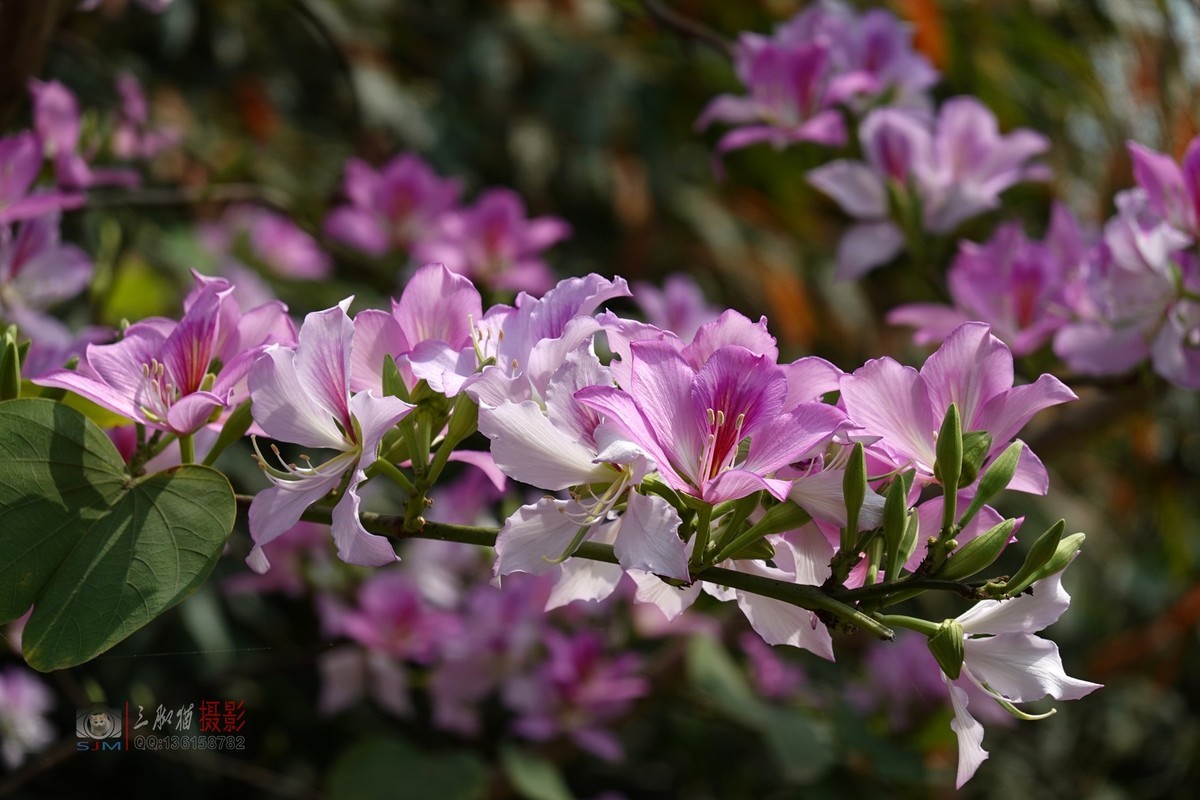 紫荆花开春光美