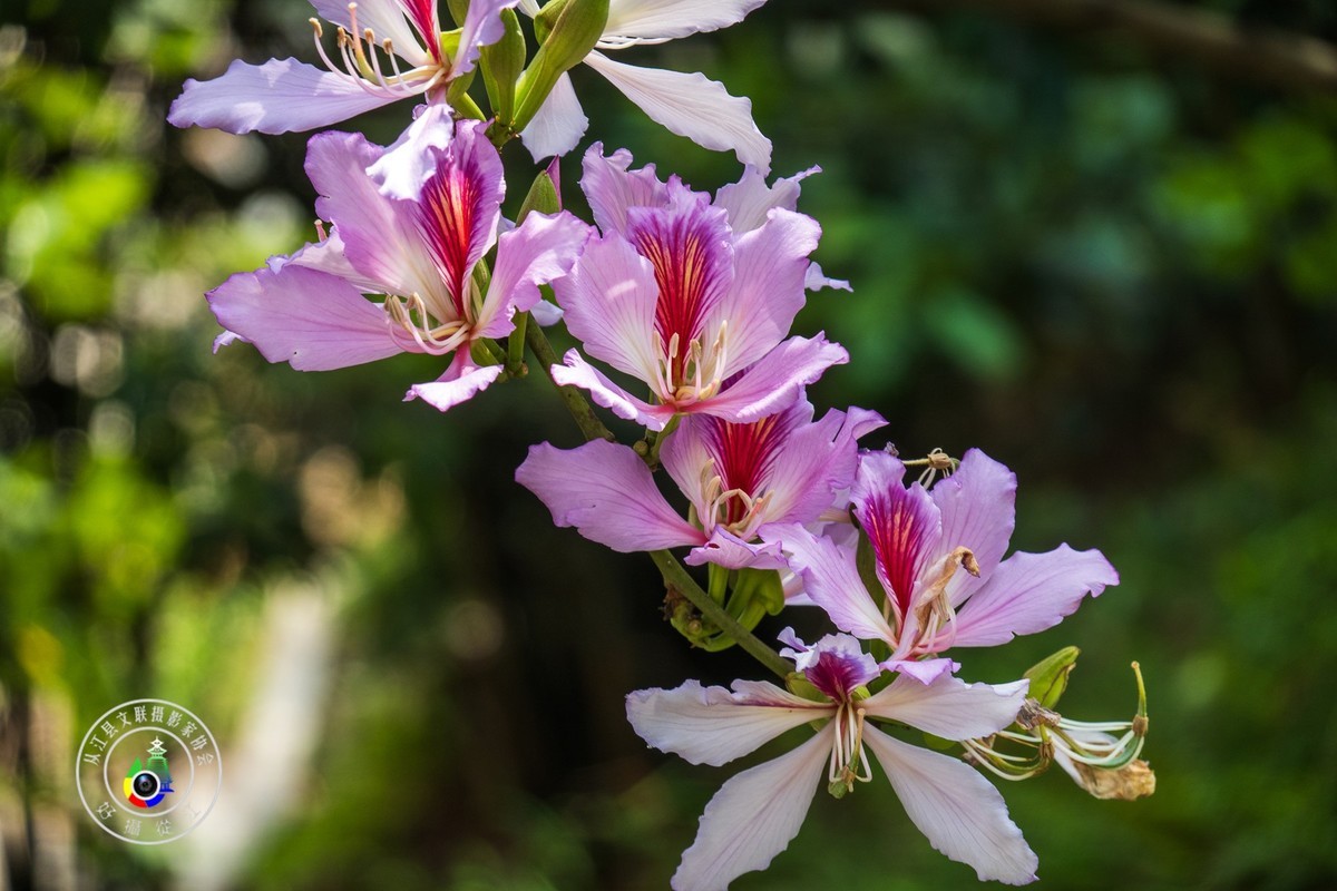紫荆花开春光美