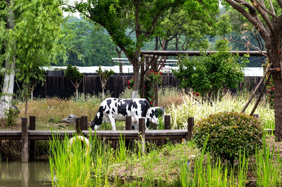 庐州印象——（464）“一次尝遍合肥美食”第三季