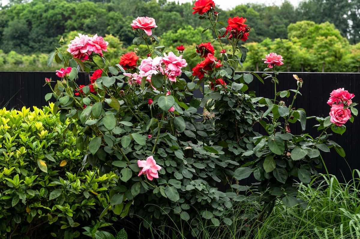 庐州印象——（464）“一次尝遍合肥美食”第三季