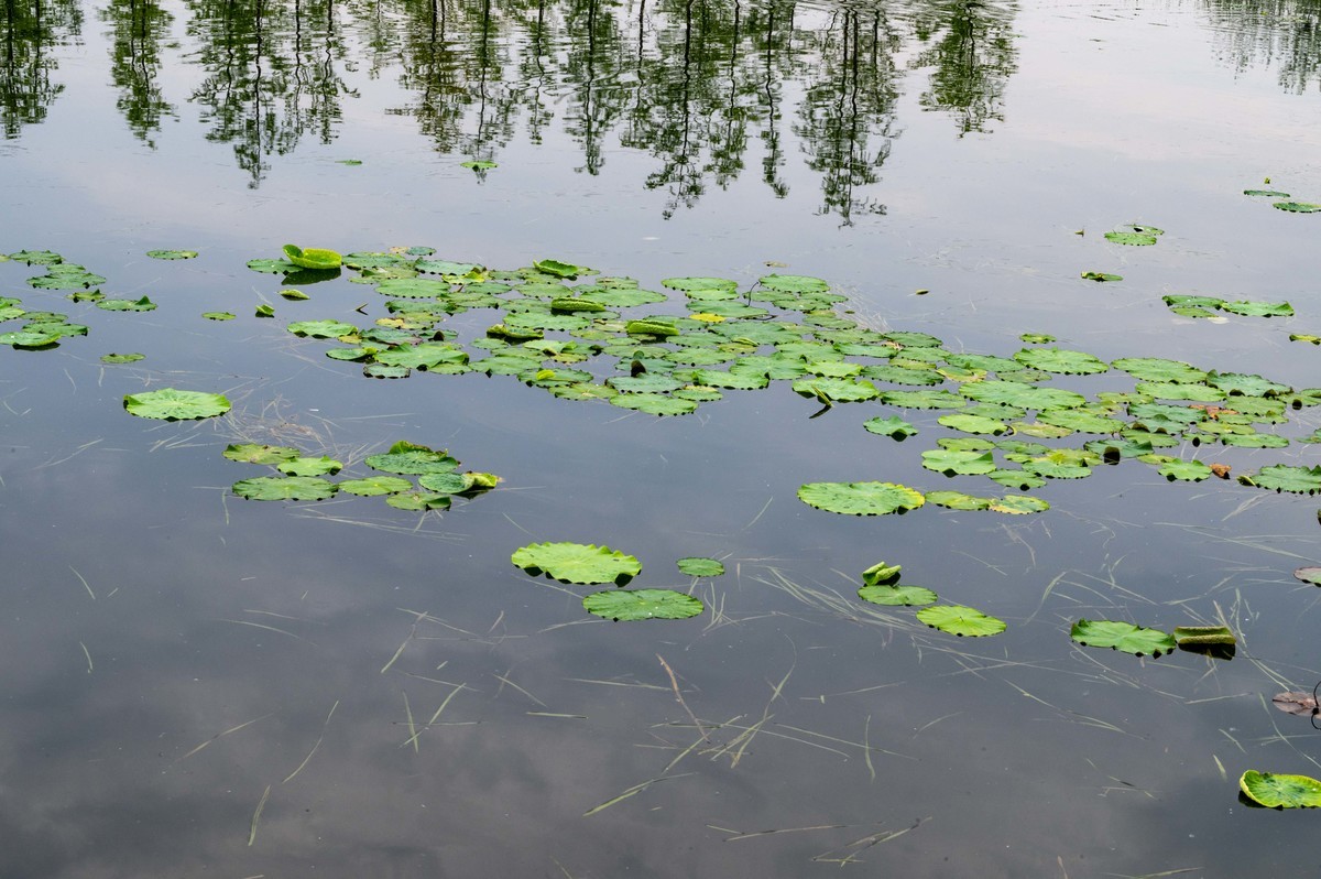 庐州印象——（464）“一次尝遍合肥美食”第三季
