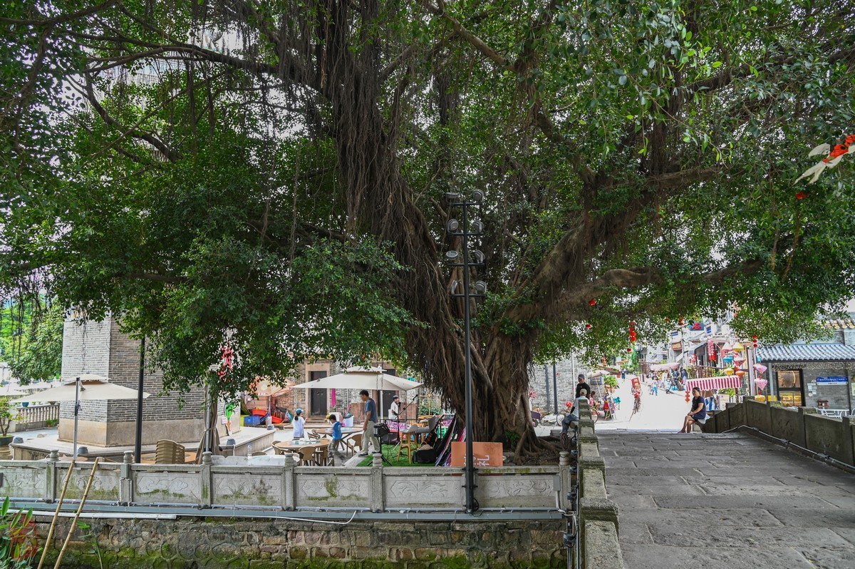 看上Z6III却选择D780拍大岭