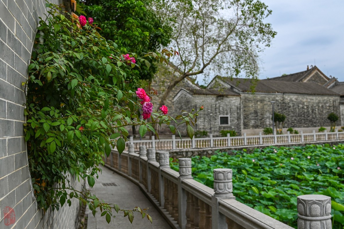 看上Z6III却选择D780拍大岭