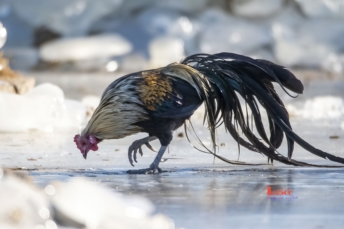 日本长尾鸡（3）