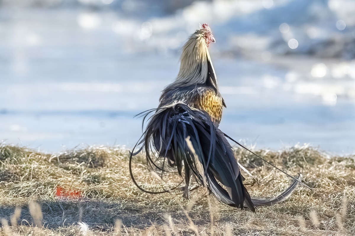 日本长尾鸡（3）