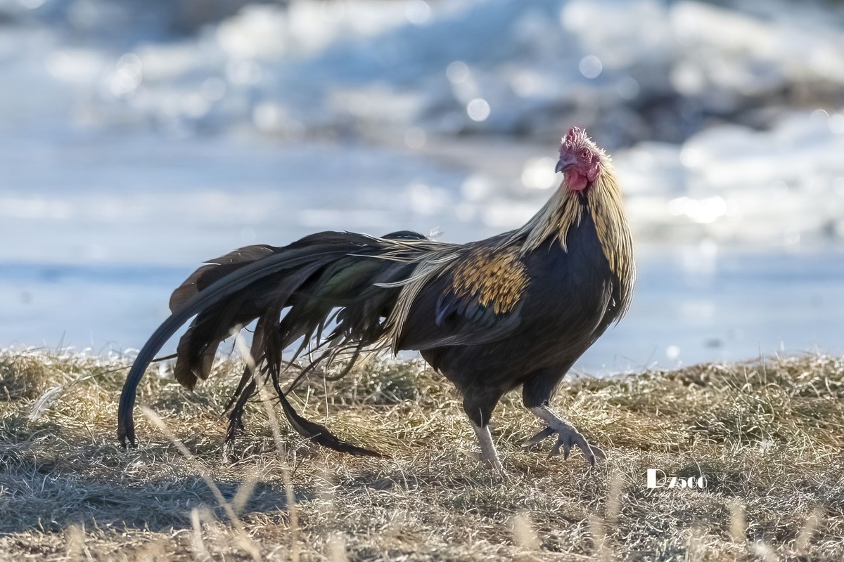 日本长尾鸡（3）
