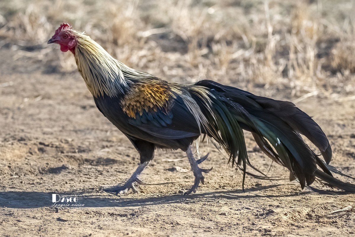 日本长尾鸡（3）
