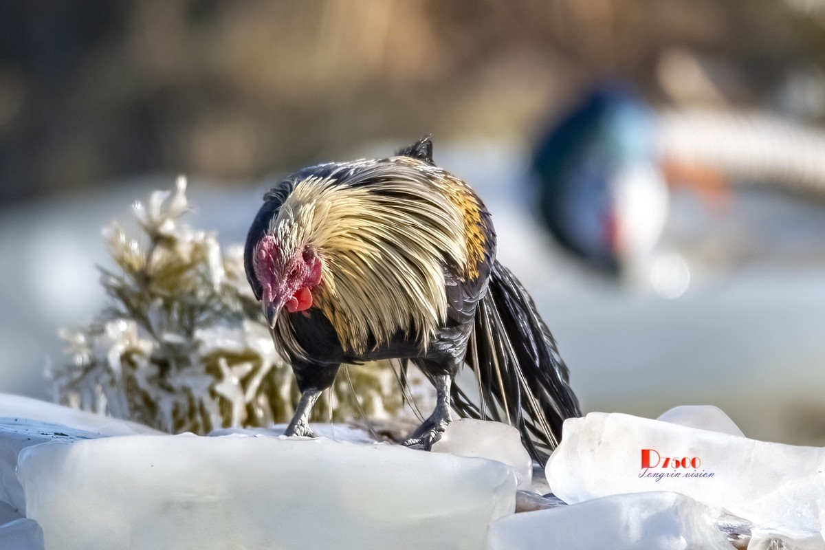 日本长尾鸡（3）