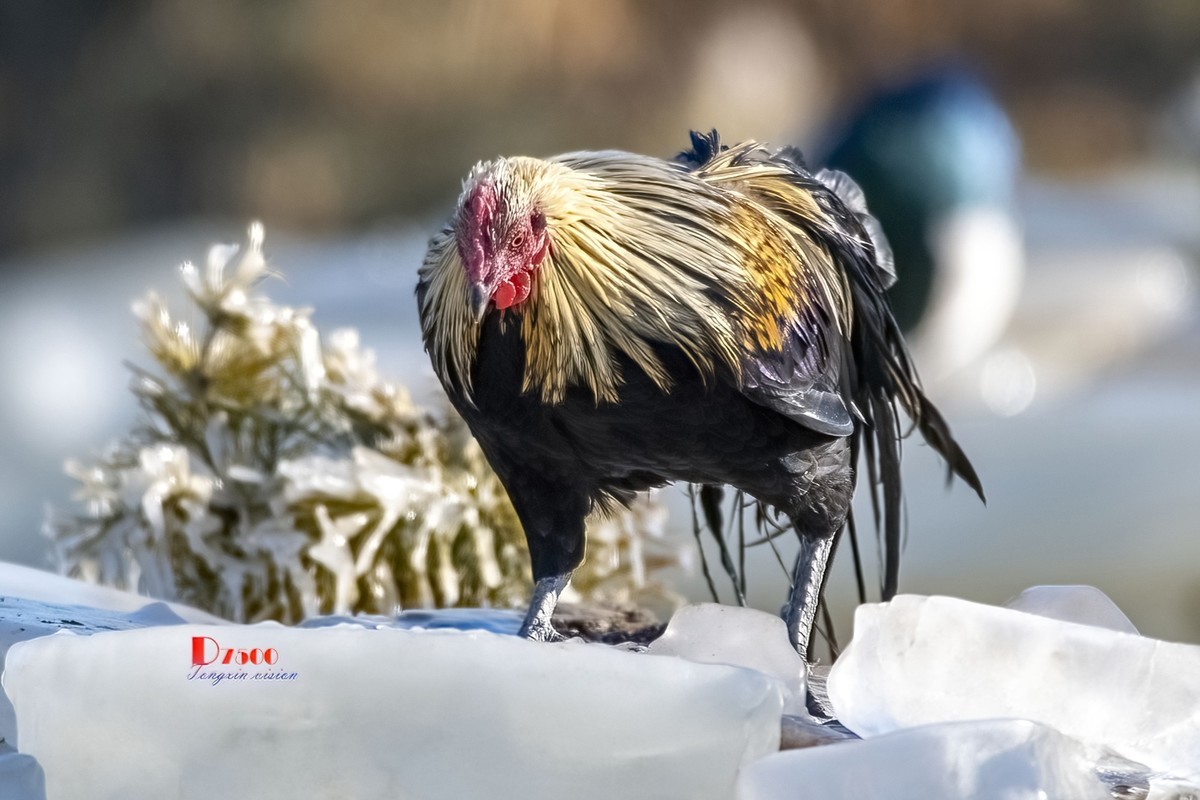 日本长尾鸡（3）