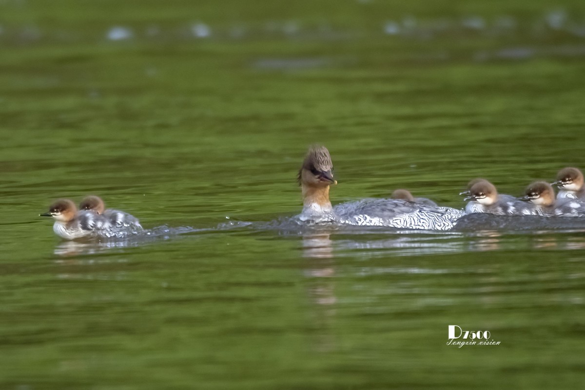 中华秋沙鸭（19）