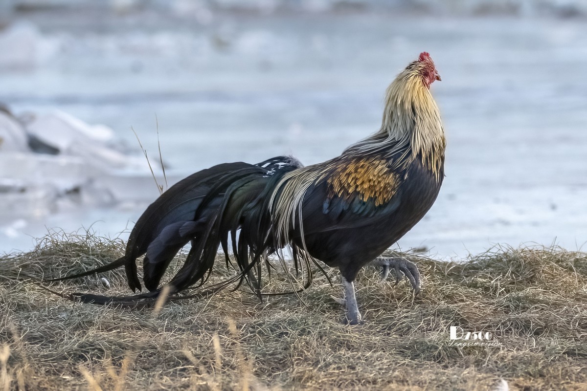 日本长尾鸡（3）