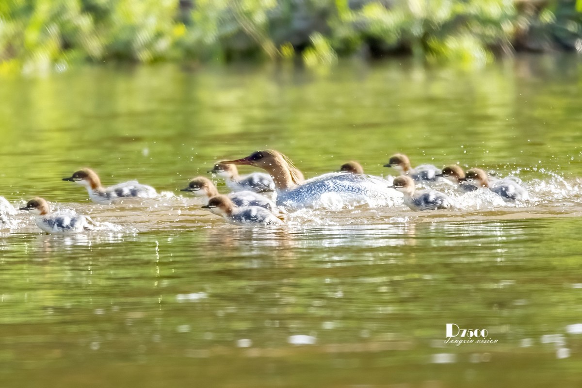 中华秋沙鸭（19）