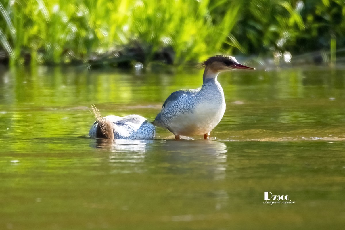 中华秋沙鸭（19）